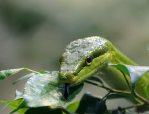 close up photo of green tree snake thumbnail