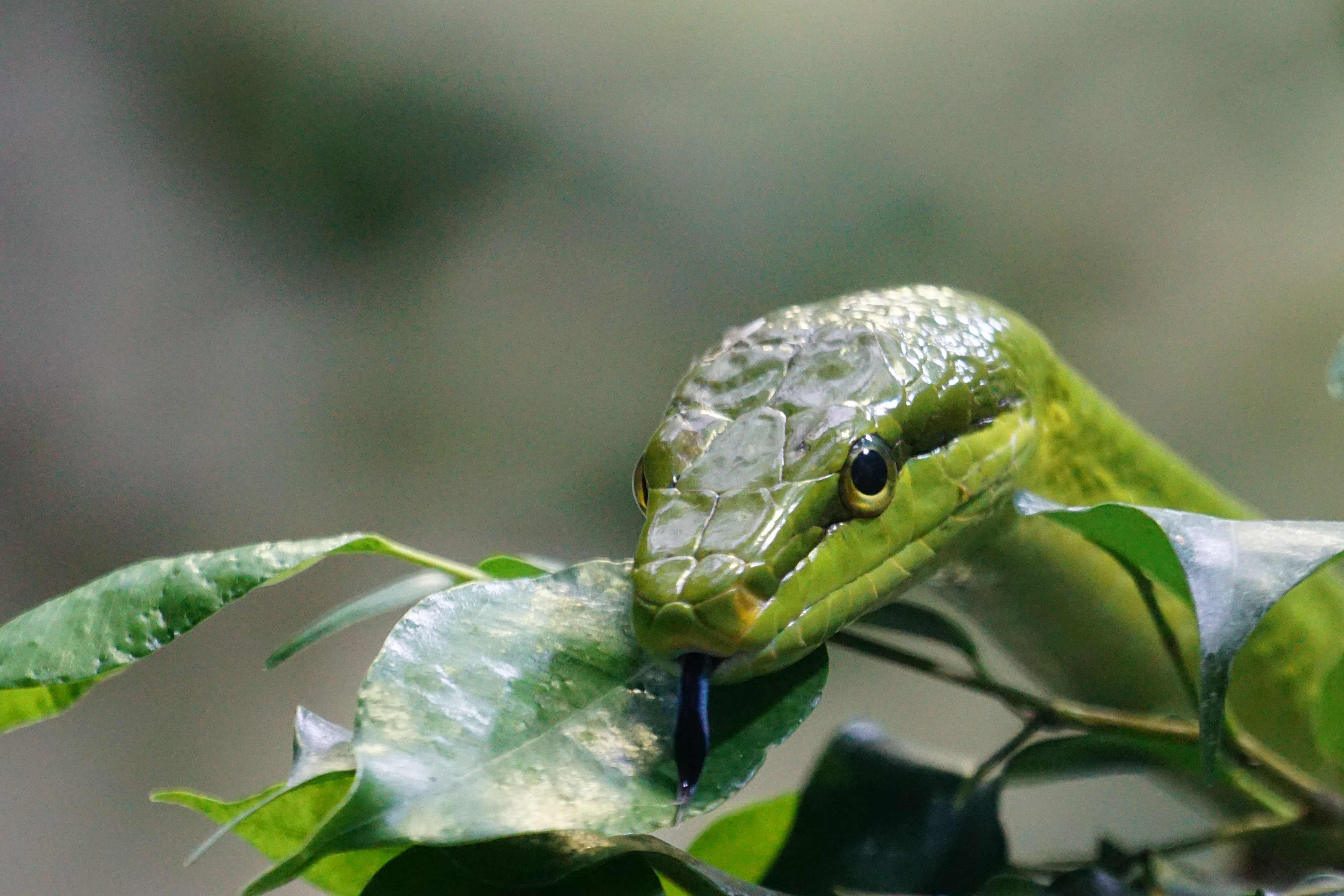 close up photo of green tree snake