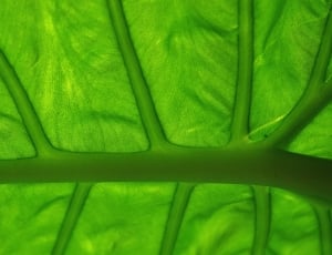 green leaf stem thumbnail