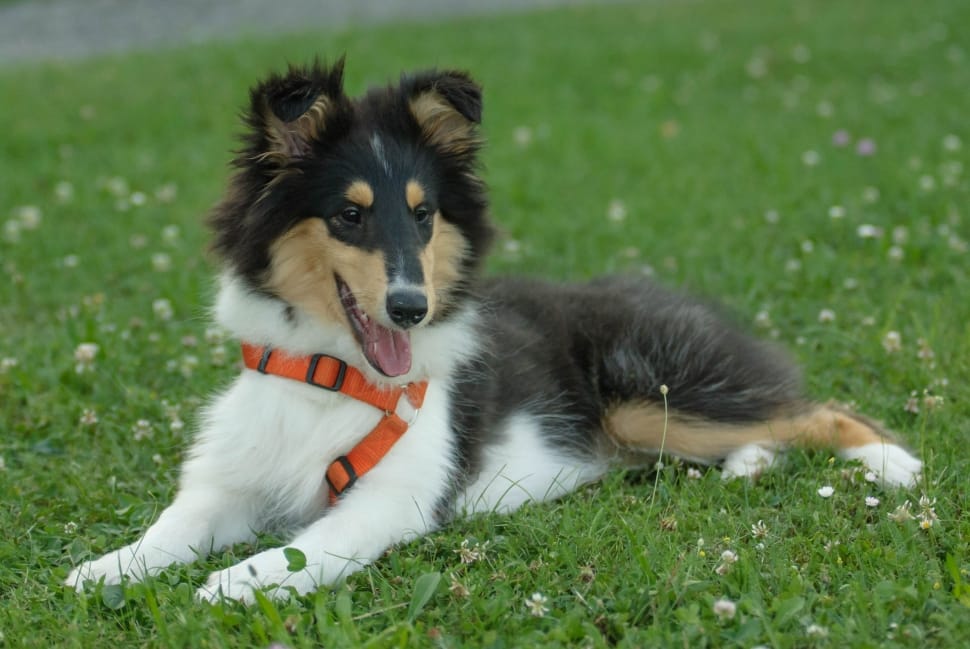 young adult tricolor rough collie preview