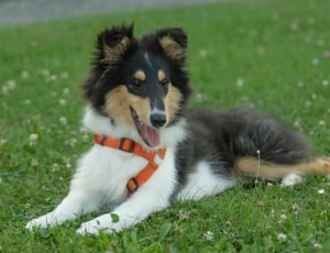 young adult tricolor rough collie thumbnail