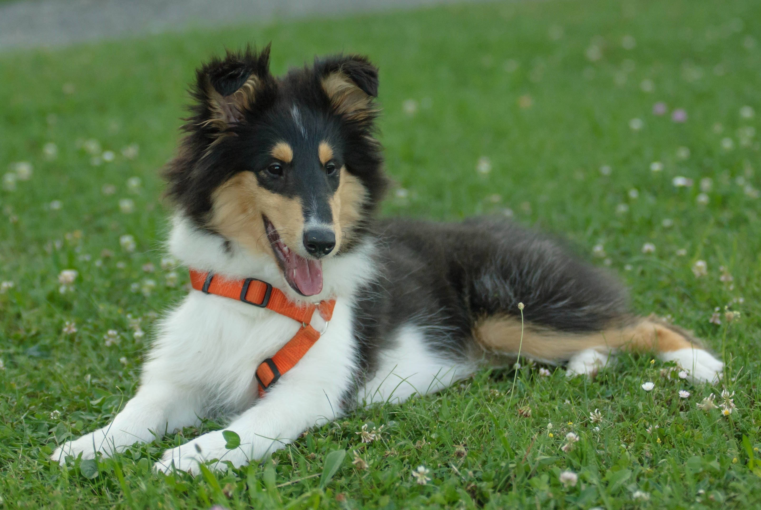 young adult tricolor rough collie
