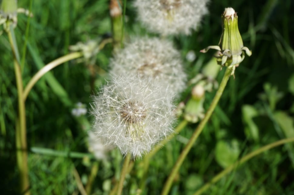 shallow focus photography of white dandelions preview