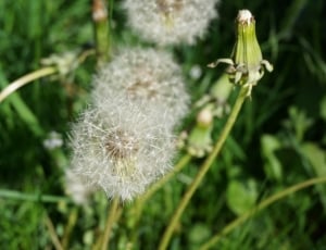 shallow focus photography of white dandelions thumbnail