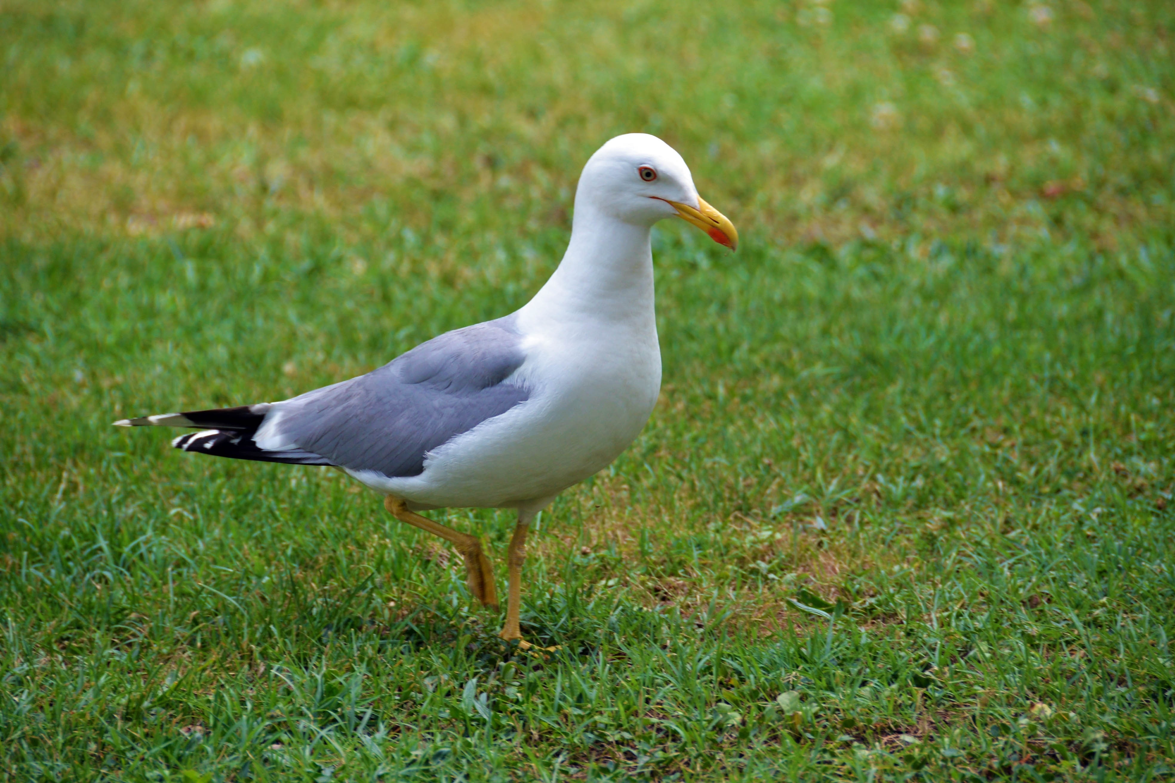 white seagull