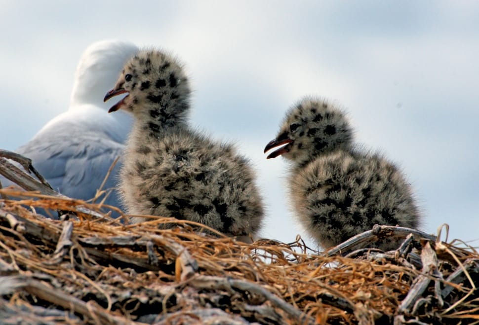 Red billed gull and chicks preview
