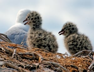 Red billed gull and chicks thumbnail