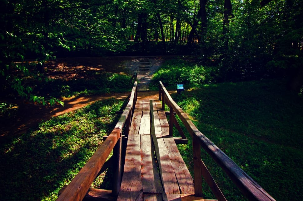 brown wooden dock in the forest during daytime preview
