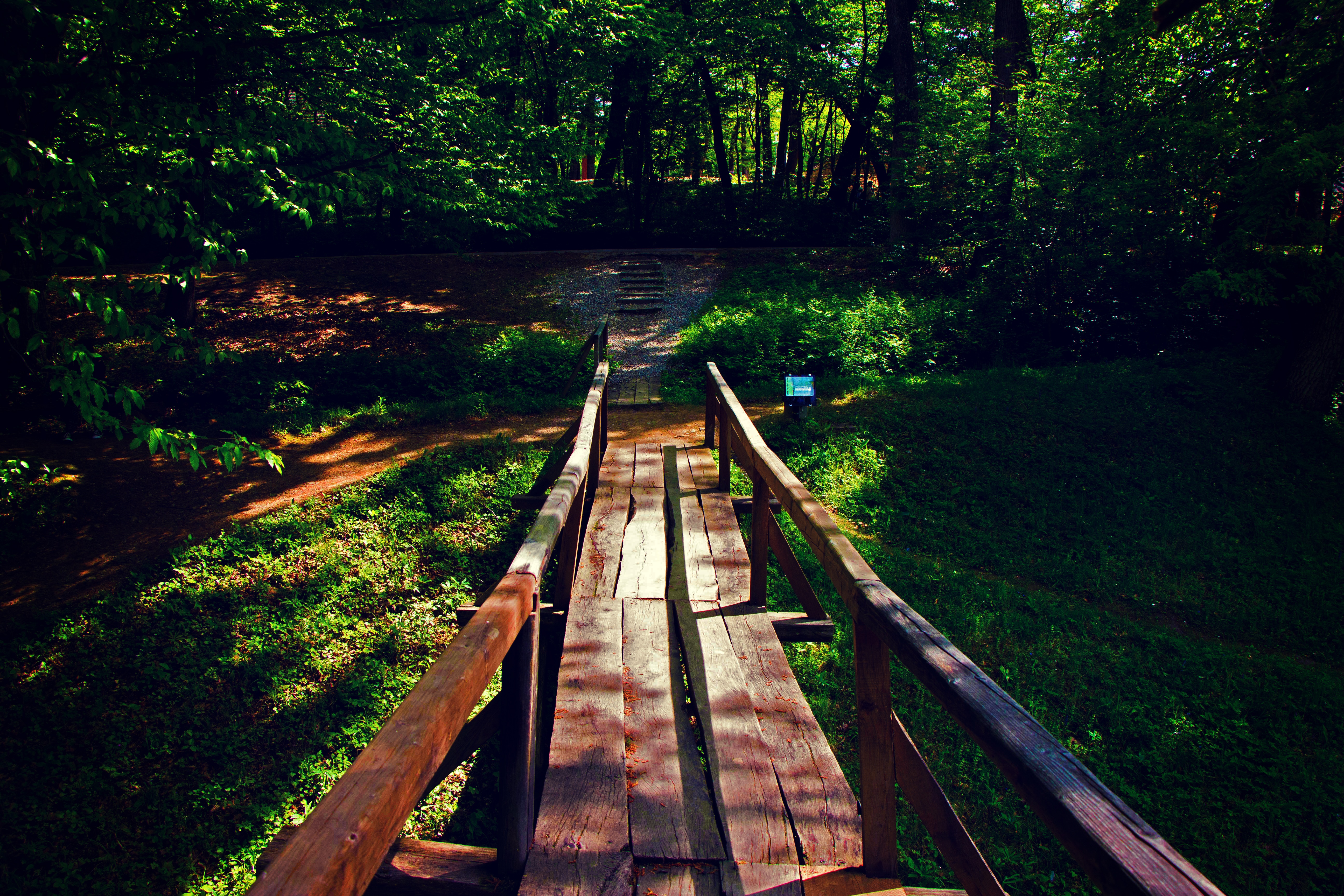 brown wooden dock in the forest during daytime