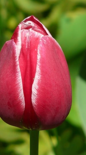 Tulips, White, Red, Back Light, red, growth thumbnail