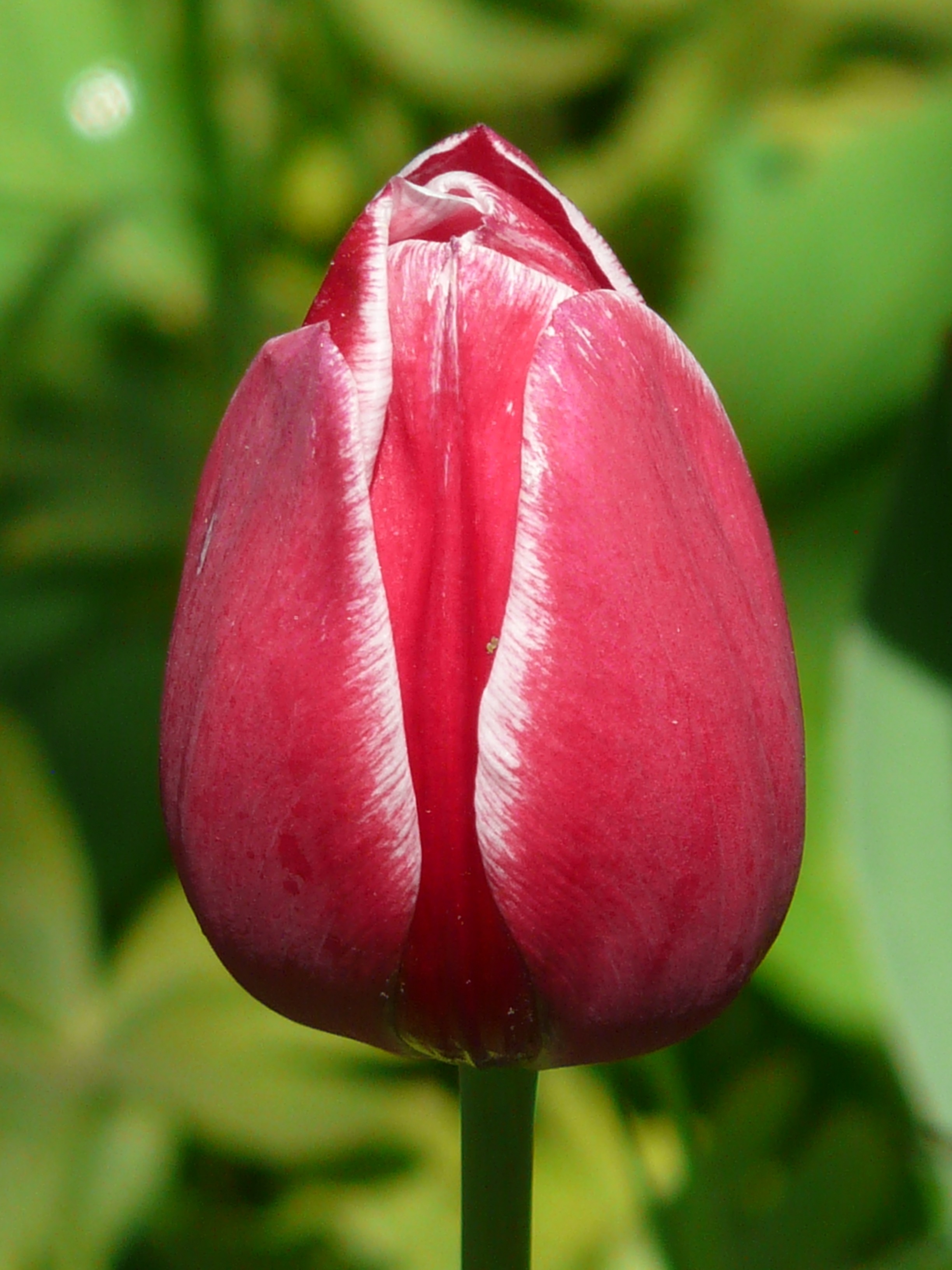 Tulips, White, Red, Back Light, red, growth