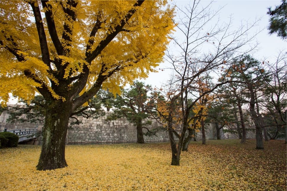 brown tree and yellow leaf preview