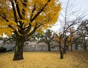 brown tree and yellow leaf thumbnail