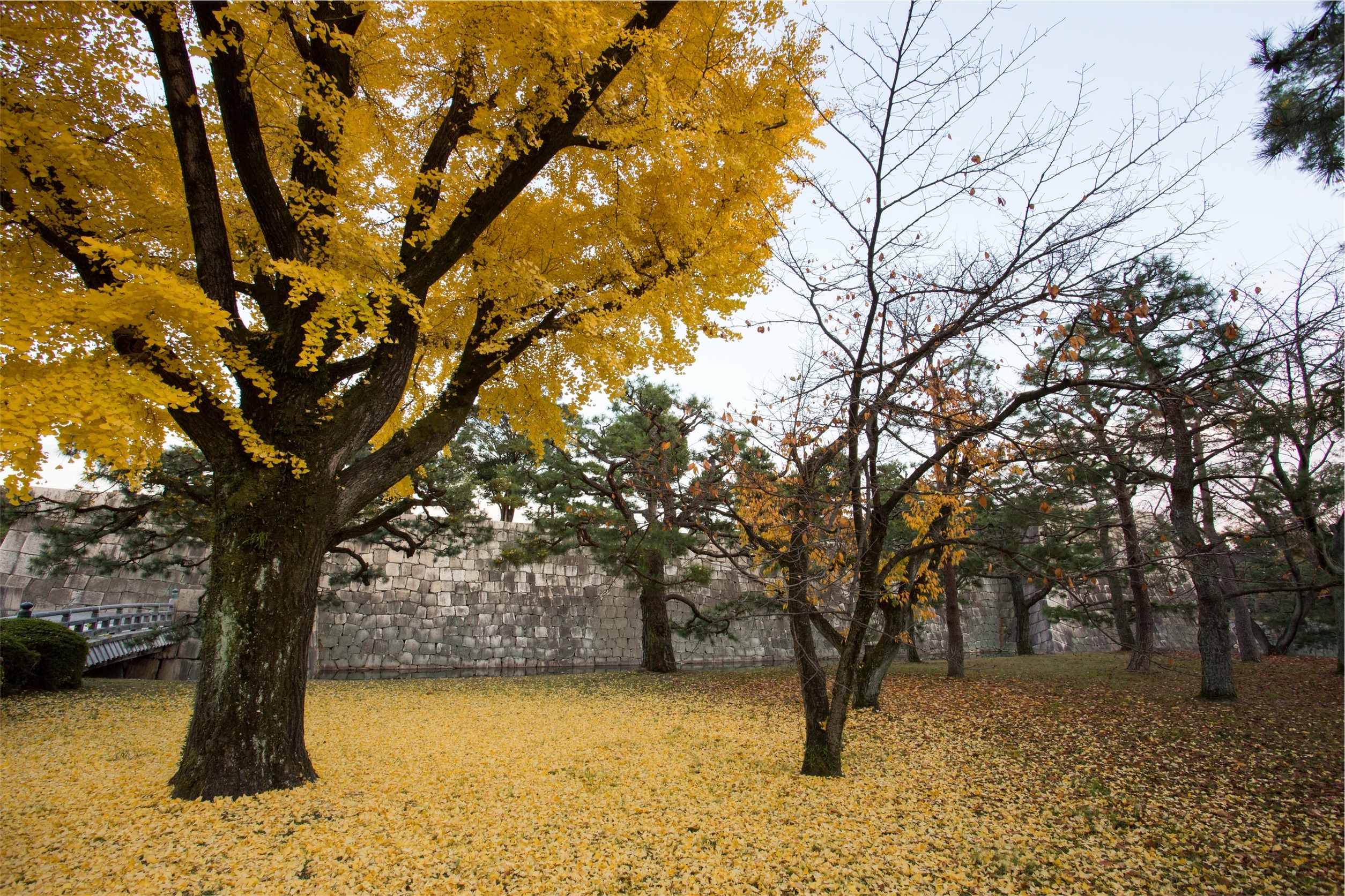 brown tree and yellow leaf