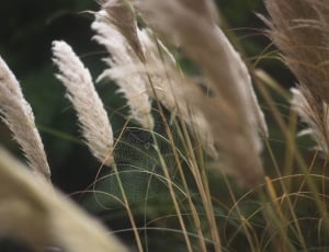 selective focus of white wheat grass thumbnail