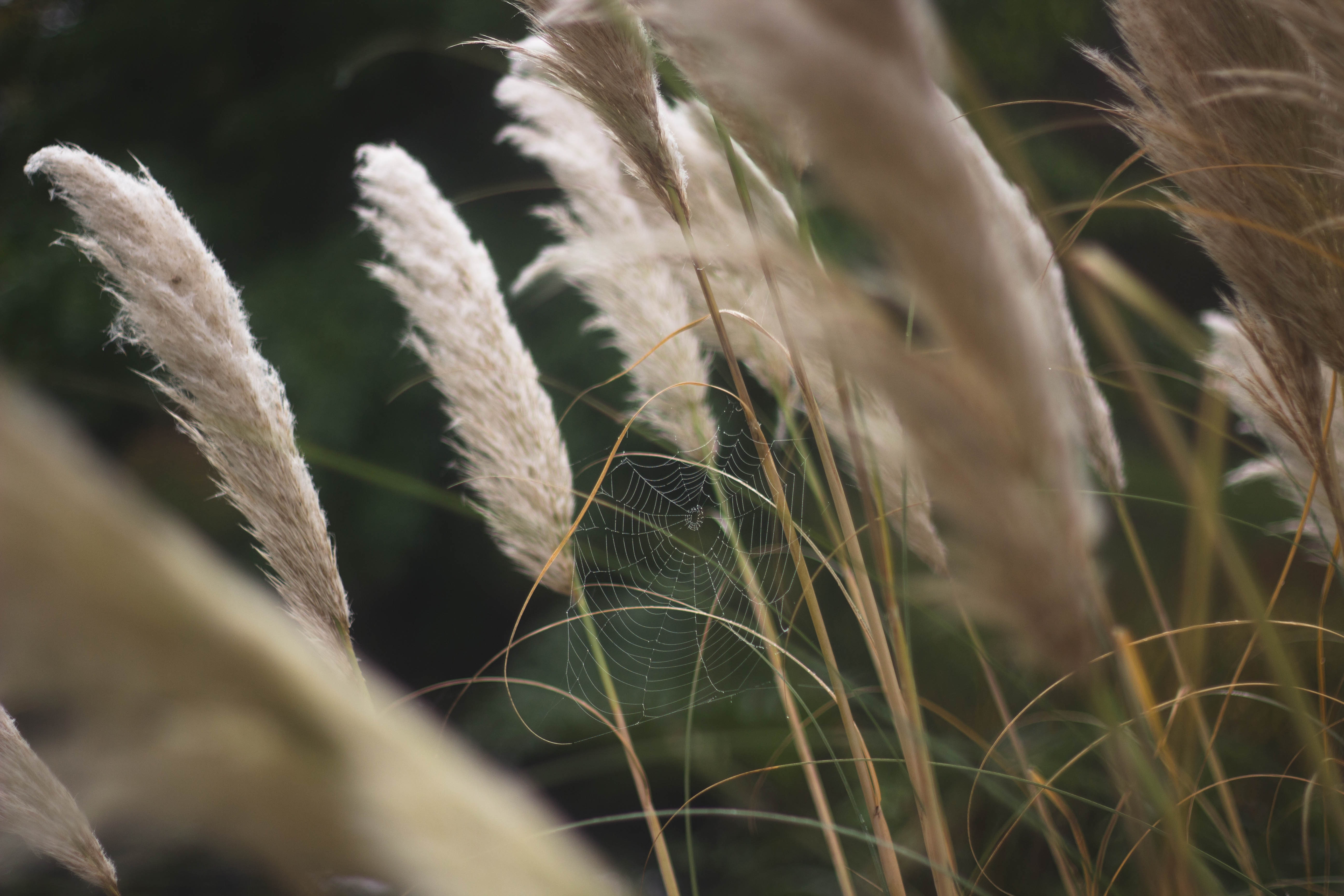 selective focus of white wheat grass