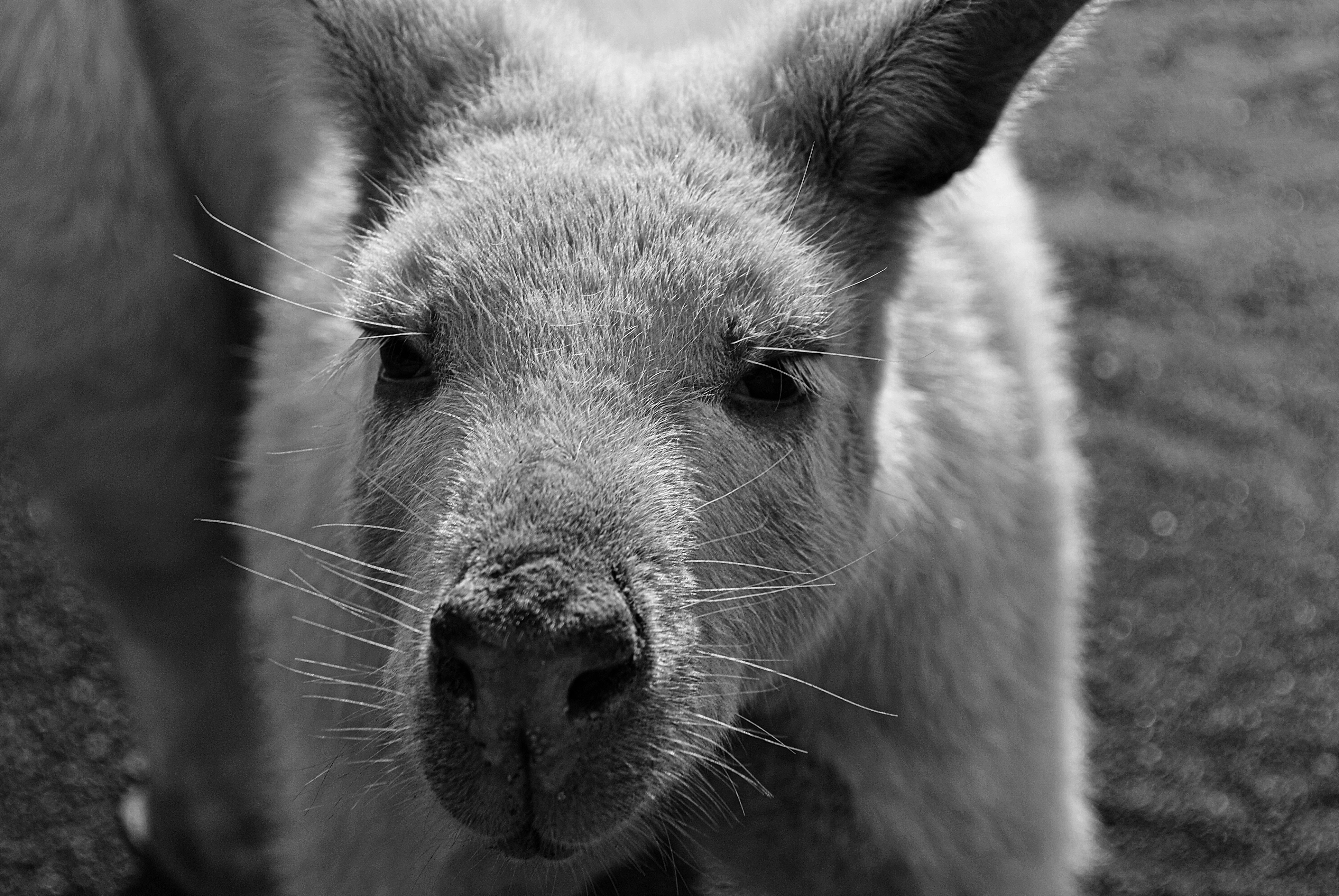 greyscale photo of kangaroo