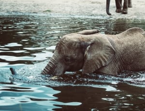 brown young elephant in shallow water thumbnail