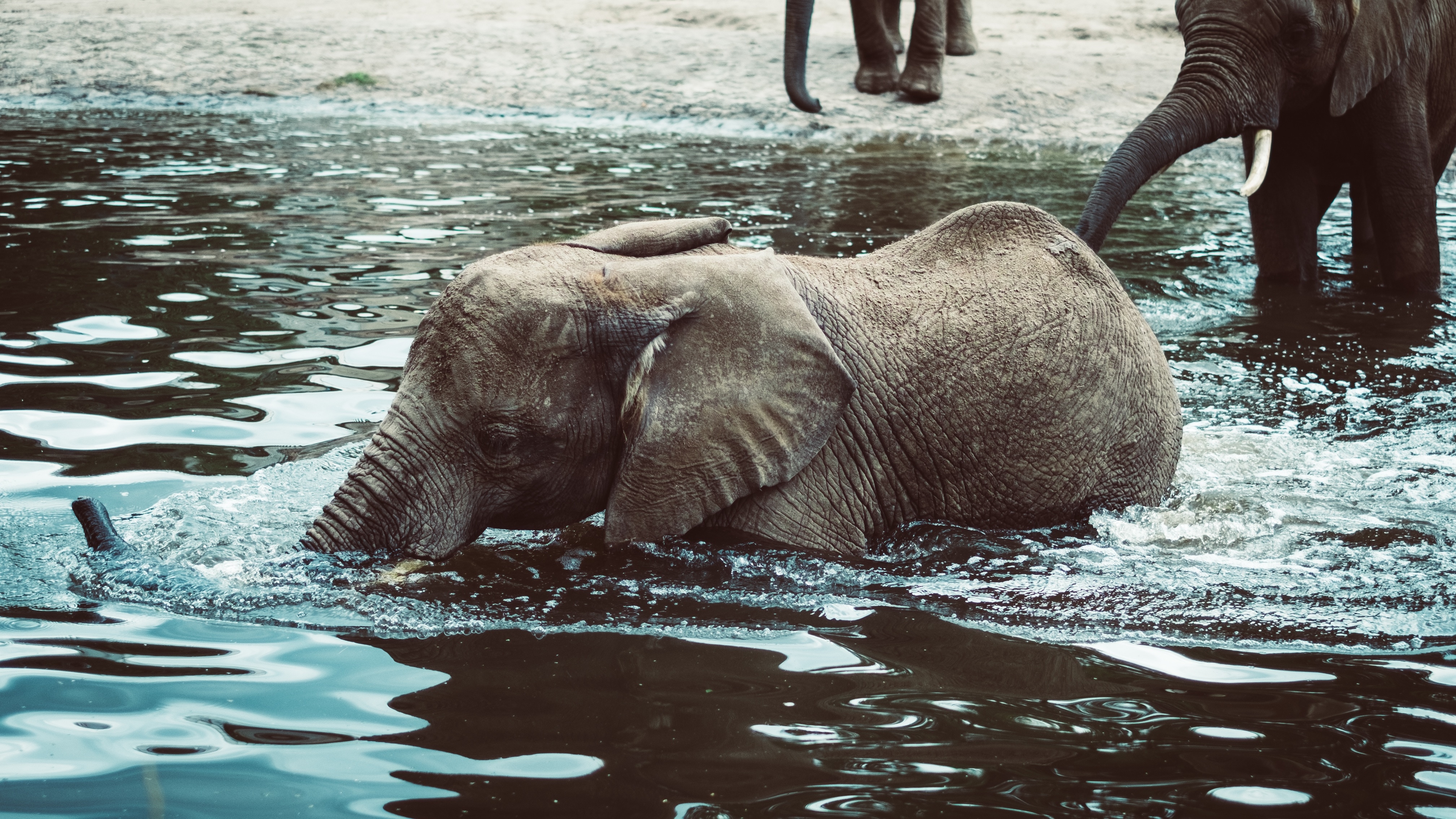 brown young elephant in shallow water