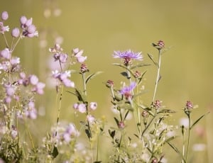 purple flower on the grass field thumbnail