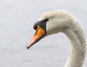 white swan in lake during day thumbnail