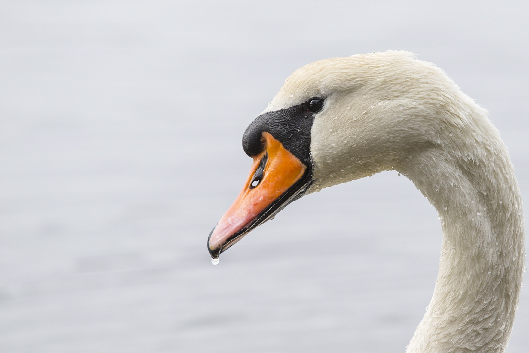 white swan in lake during day