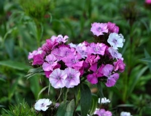 white and purple petaled flowers thumbnail