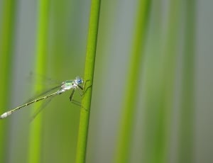 green and silver dragonfly thumbnail