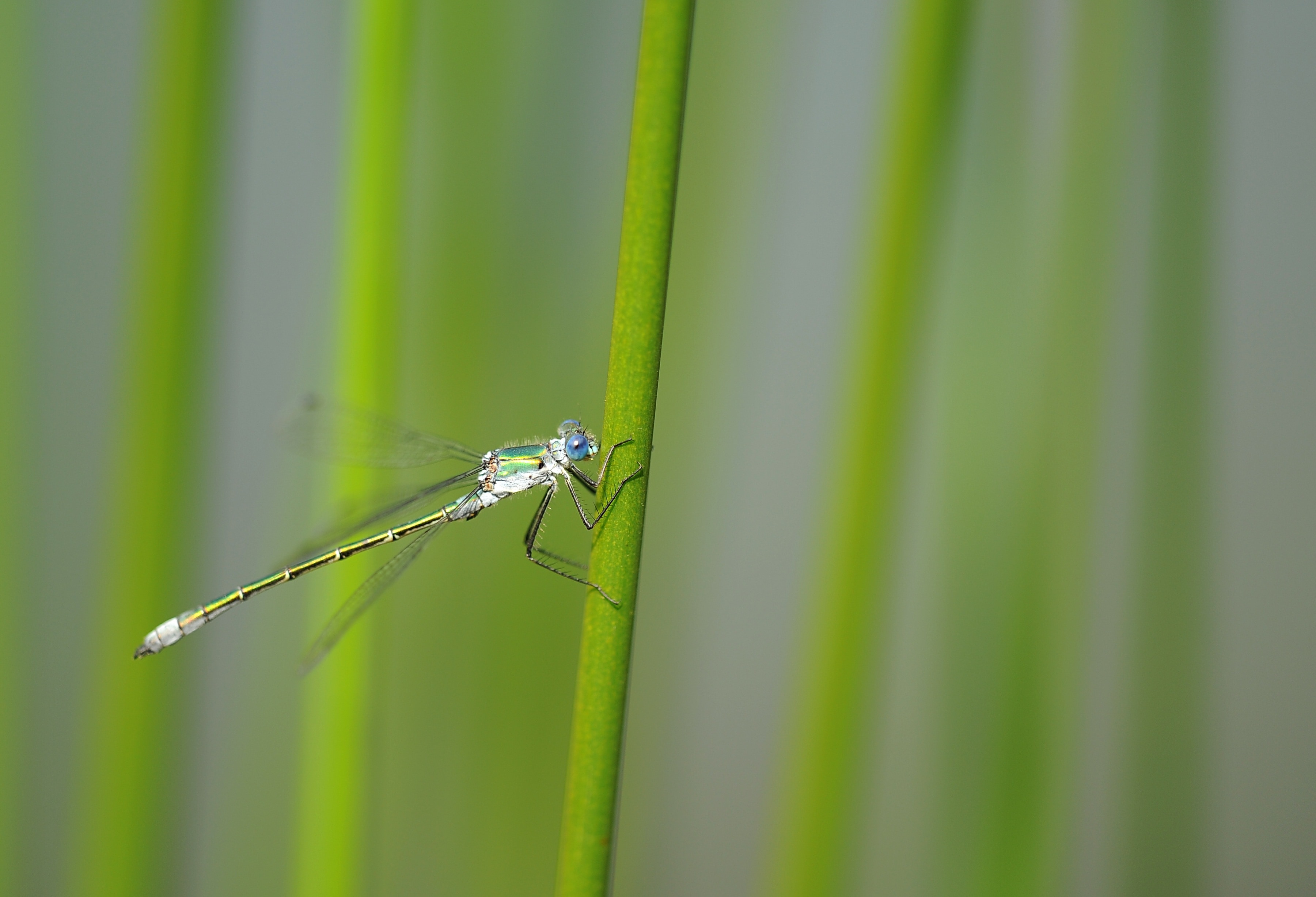 green and silver dragonfly