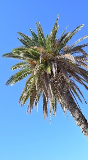 Nature, Sky, Palm, Sky Blue, Blue, palm tree, tree thumbnail