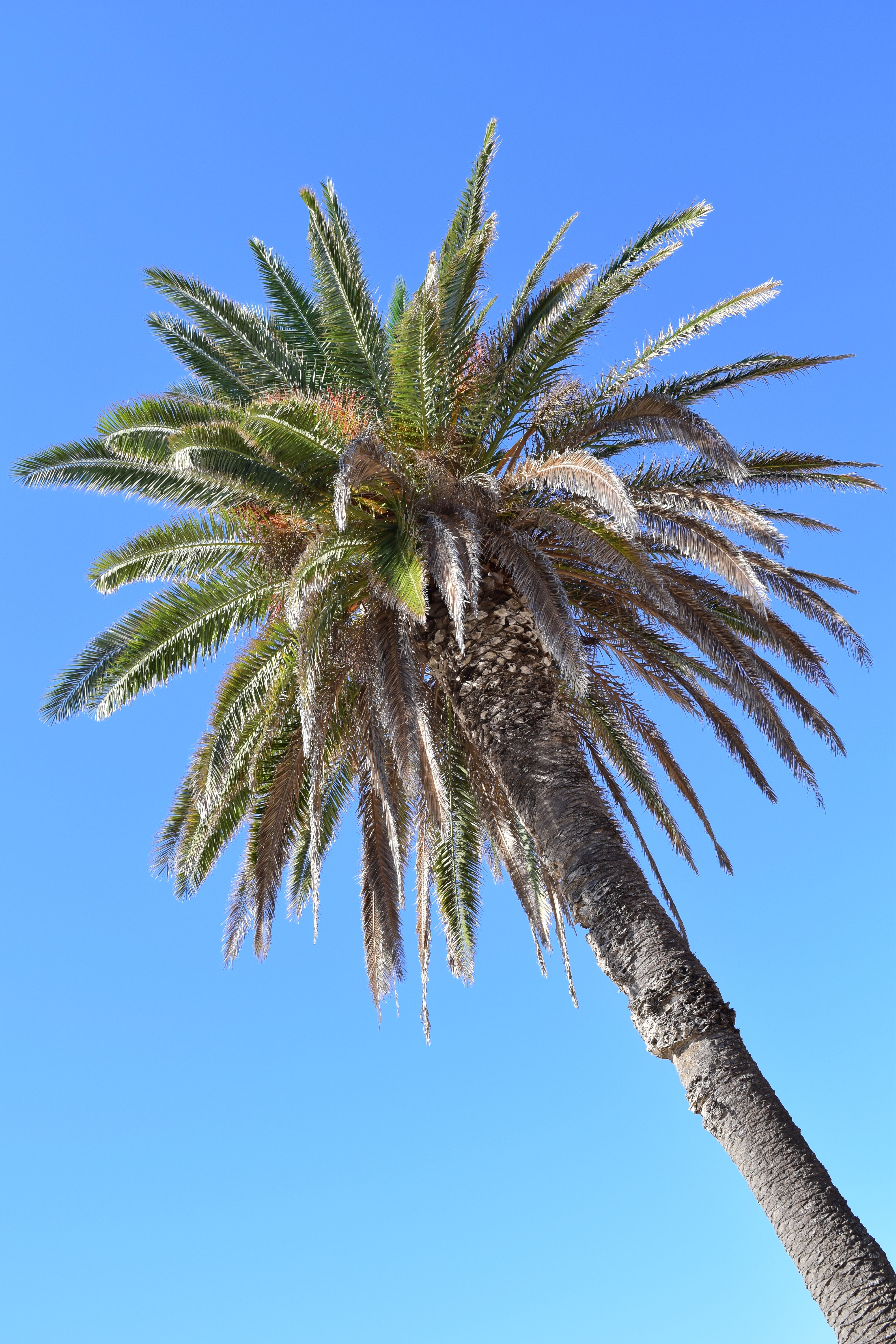 Nature, Sky, Palm, Sky Blue, Blue, palm tree, tree