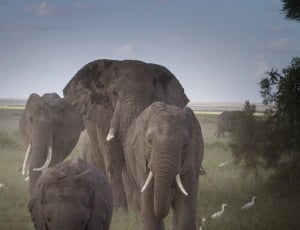 herd of elephant thumbnail