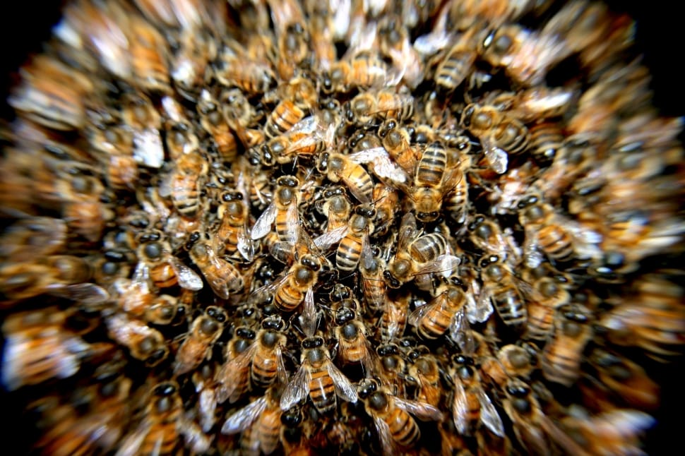 Swarm, Insects, Bees, Macro, bee, large group of animals preview