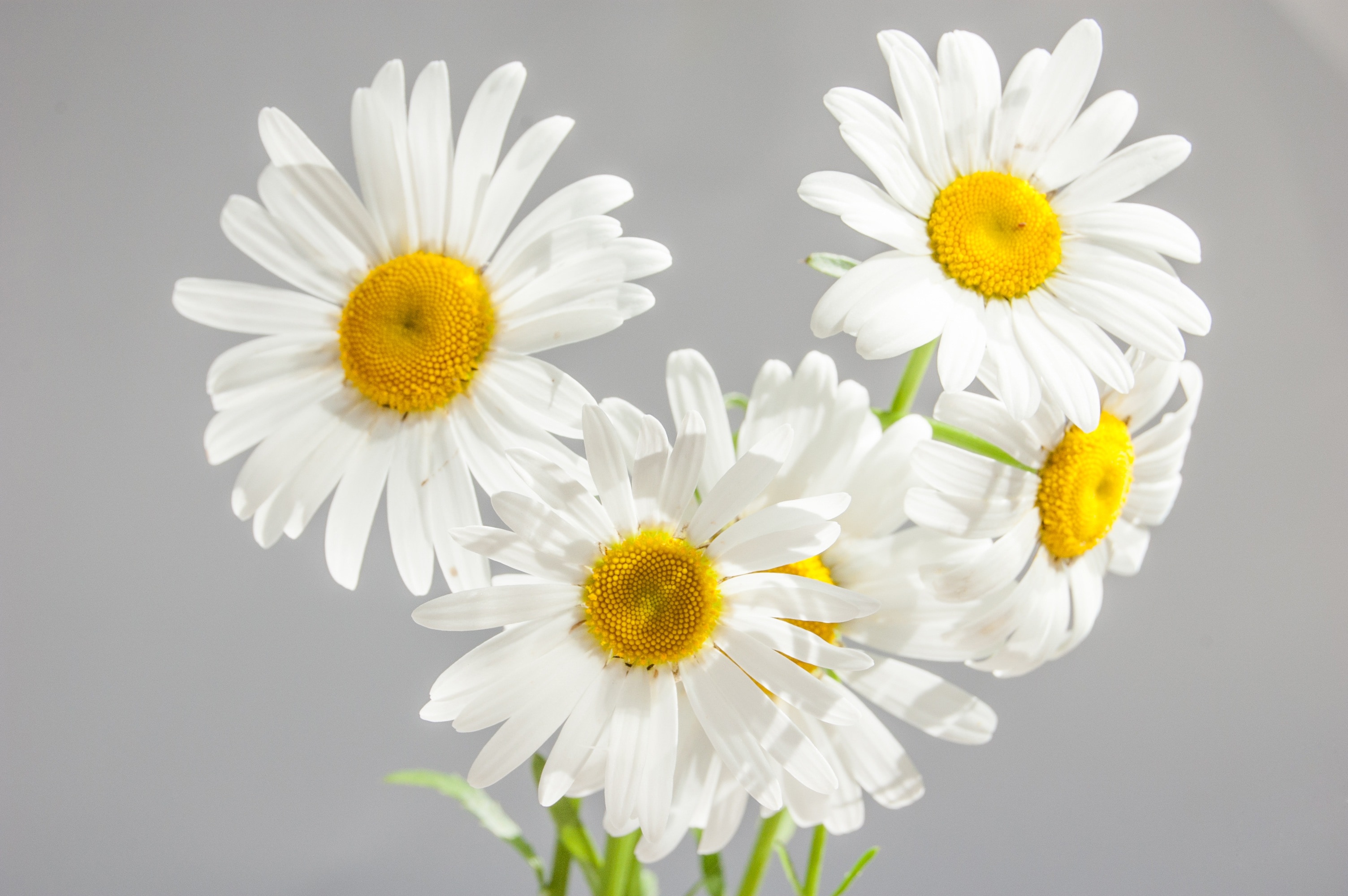 white daisies