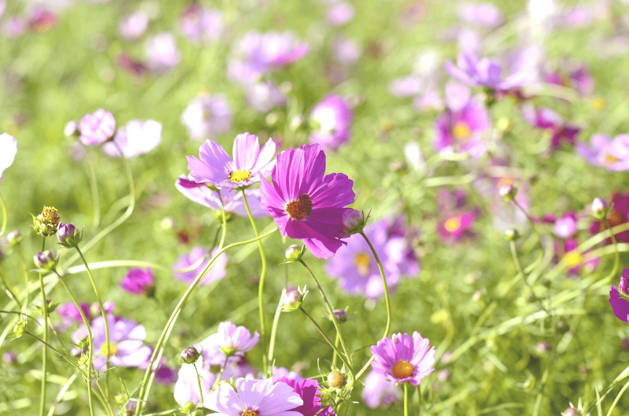 Field, Cosmos, Autumn, Flower Garden, flower, plant free image | Peakpx