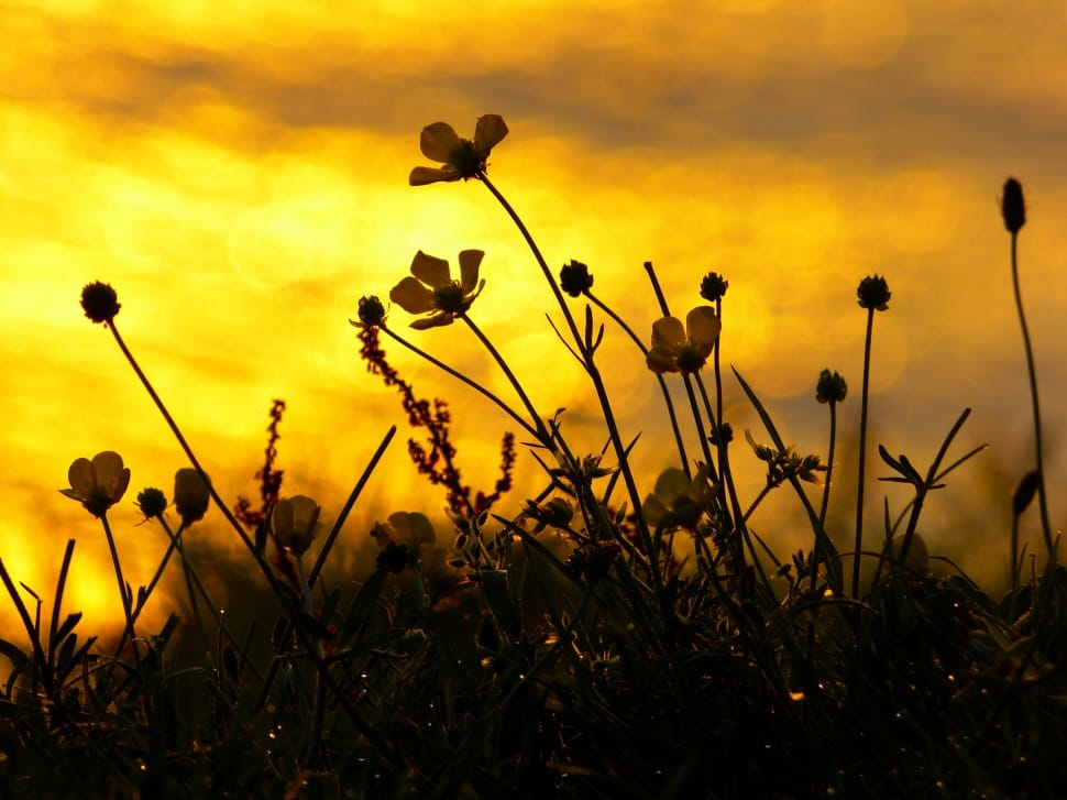 Sunset, Mood, Back Light, Flowers, sunset, nature preview