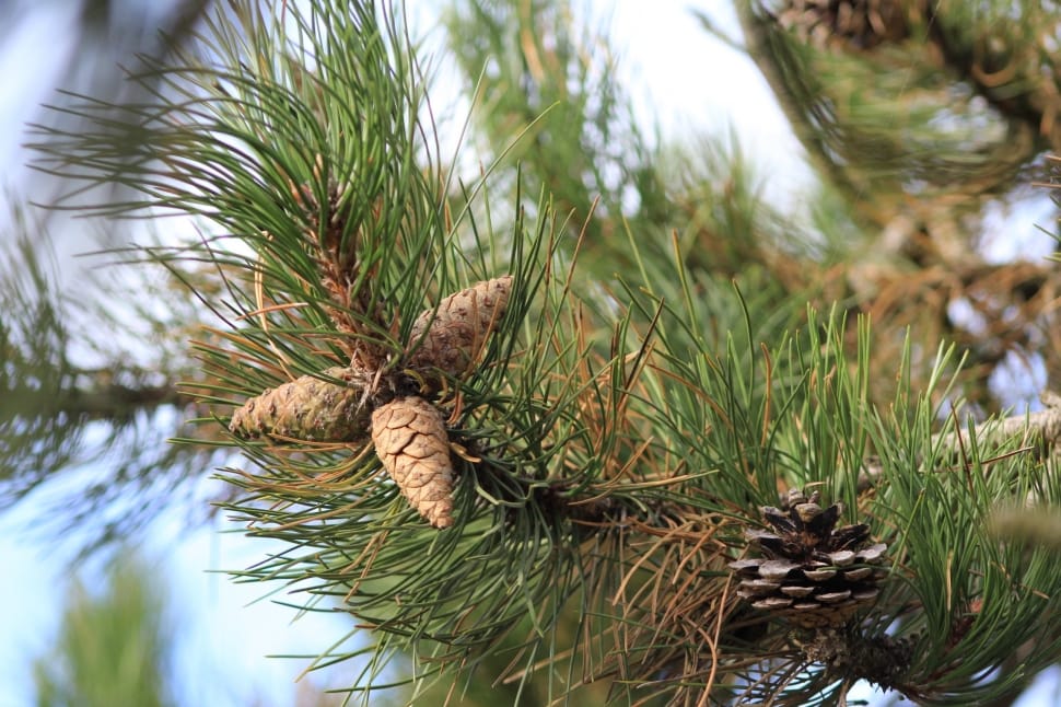 Pine, Fir Cones, Close, Christmas, nature, reflection preview
