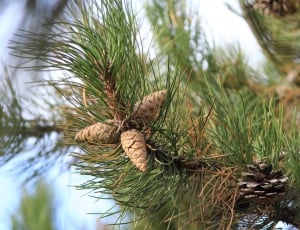 Pine, Fir Cones, Close, Christmas, nature, reflection thumbnail