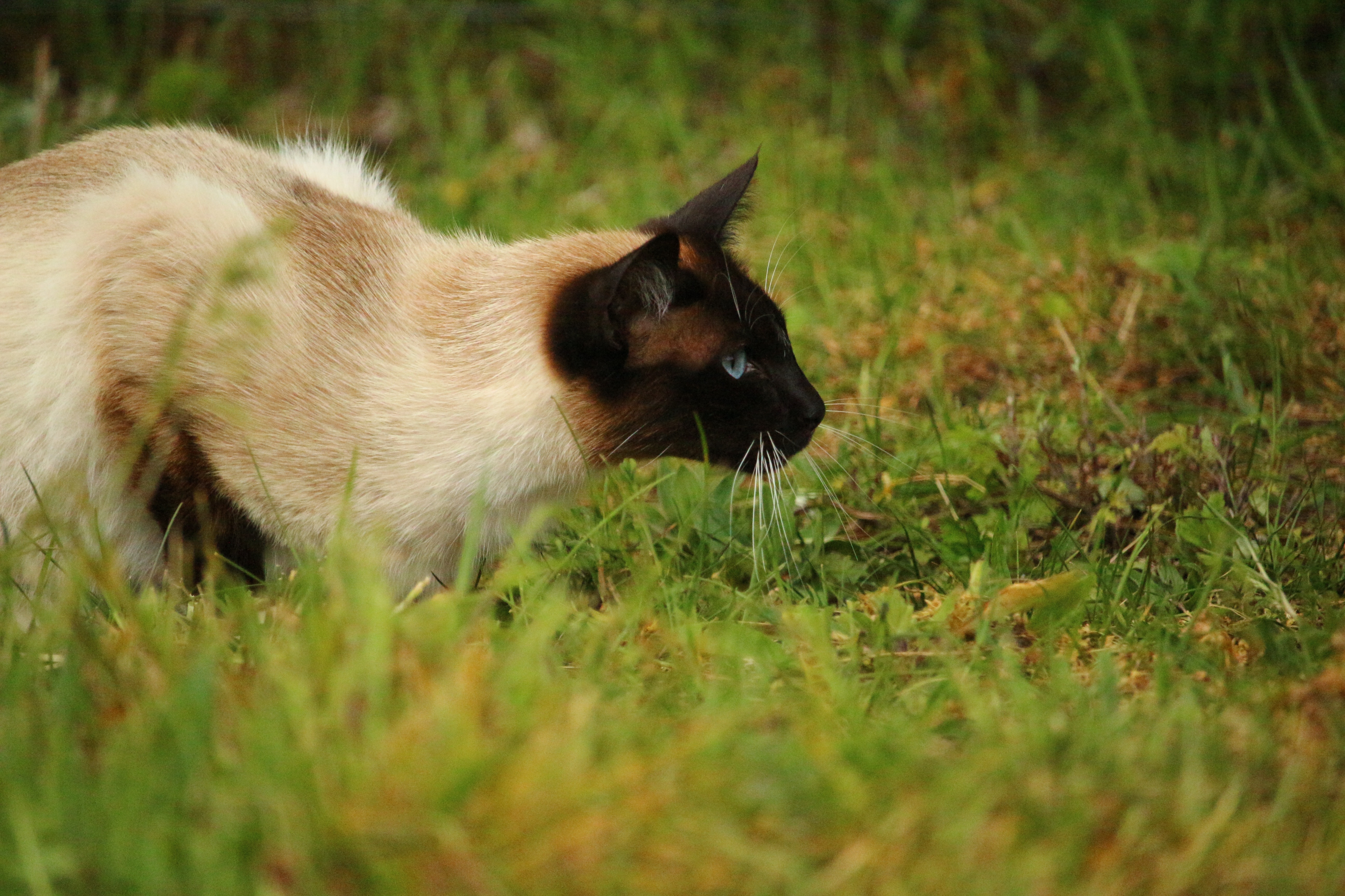 Сиамская кошка Лесная
