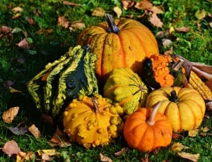 pumpkins and squash lot thumbnail