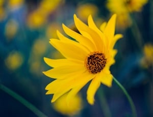 sunflower in macro shot photography thumbnail