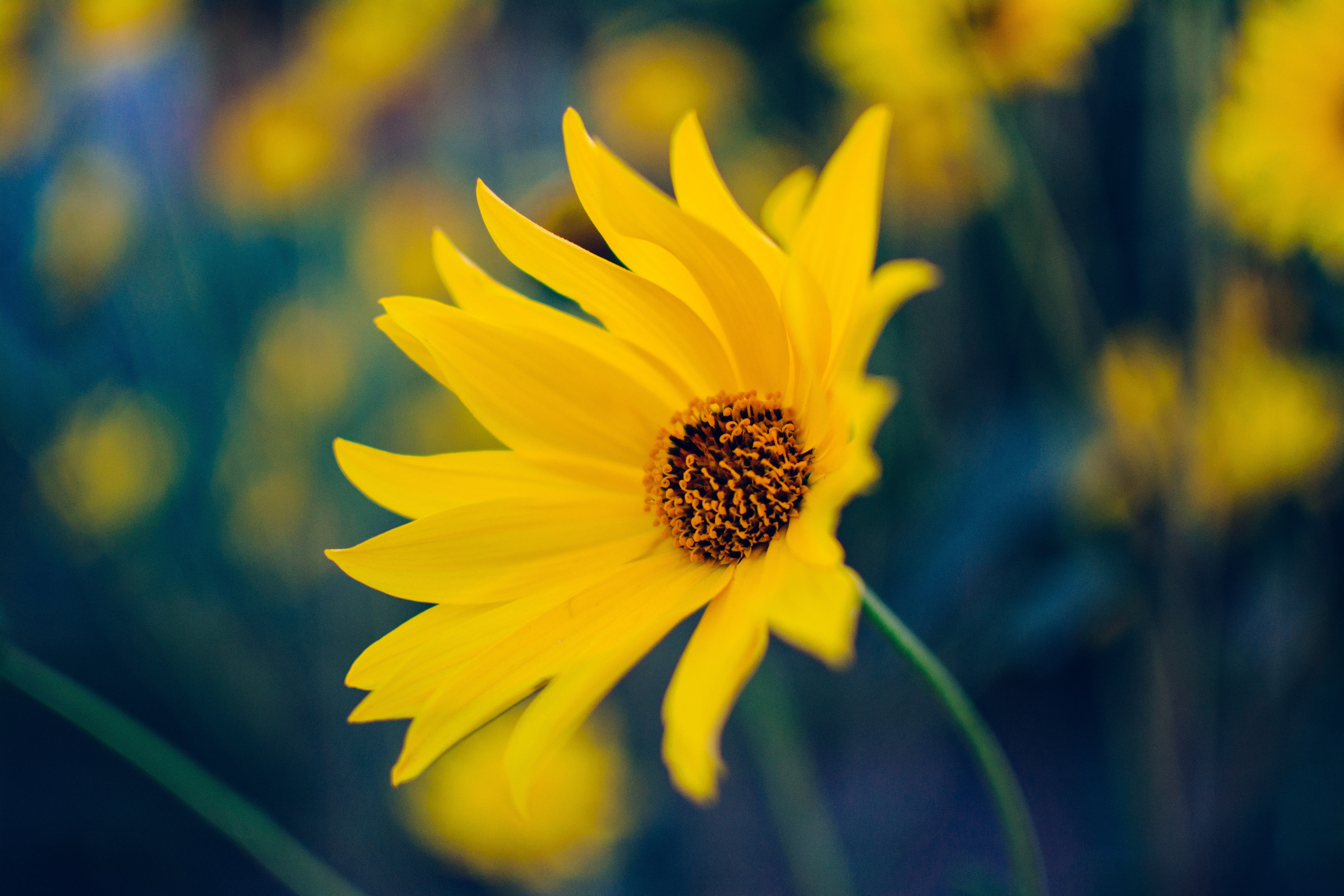 sunflower in macro shot photography