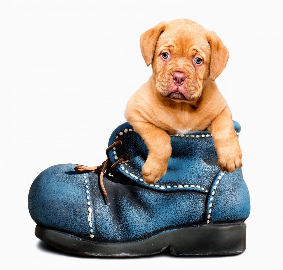 blue black leather ankle length boot and brown short coat puppy preview