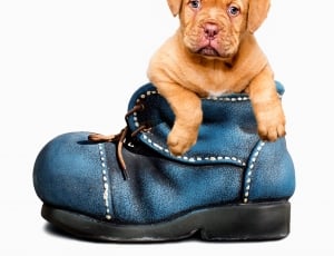 blue black leather ankle length boot and brown short coat puppy thumbnail