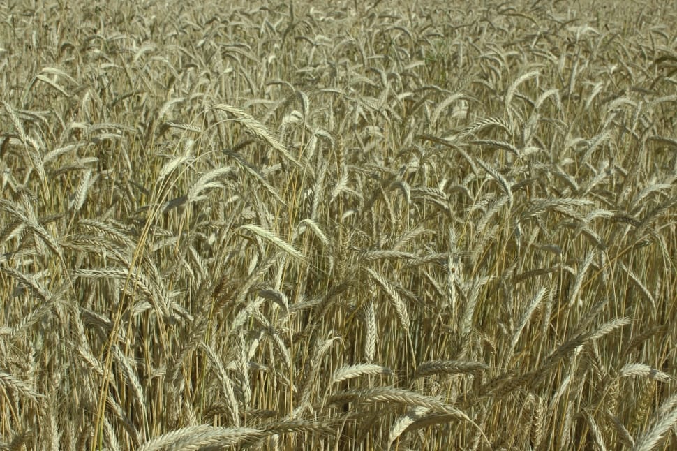 Spike, Wheat Field, Cereals, Yellow, agriculture, cereal plant preview