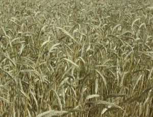 Spike, Wheat Field, Cereals, Yellow, agriculture, cereal plant thumbnail