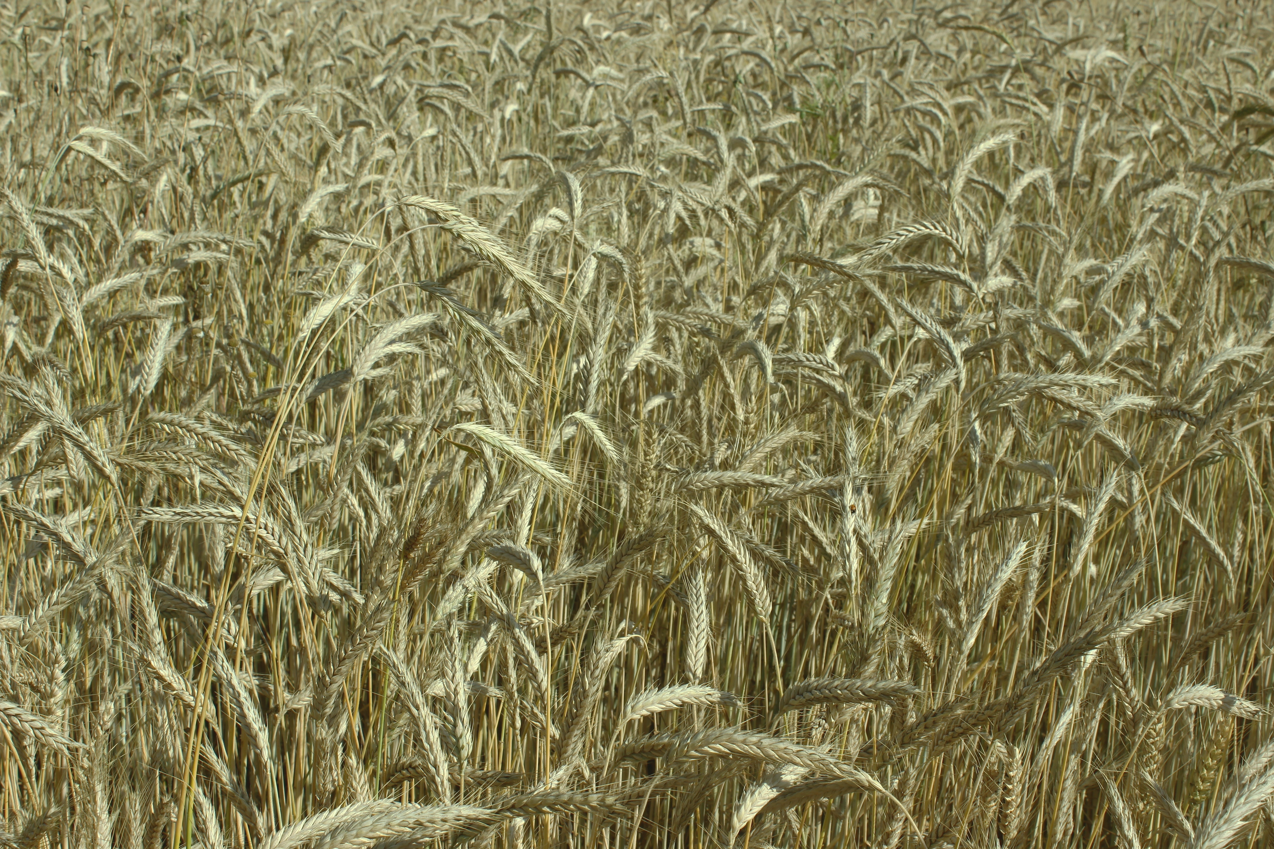 Spike, Wheat Field, Cereals, Yellow, agriculture, cereal plant