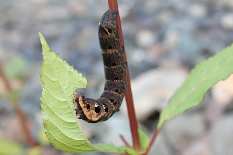 brown caterpillar on green leaf plant preview