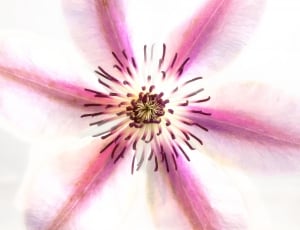 white and pink petal flower thumbnail