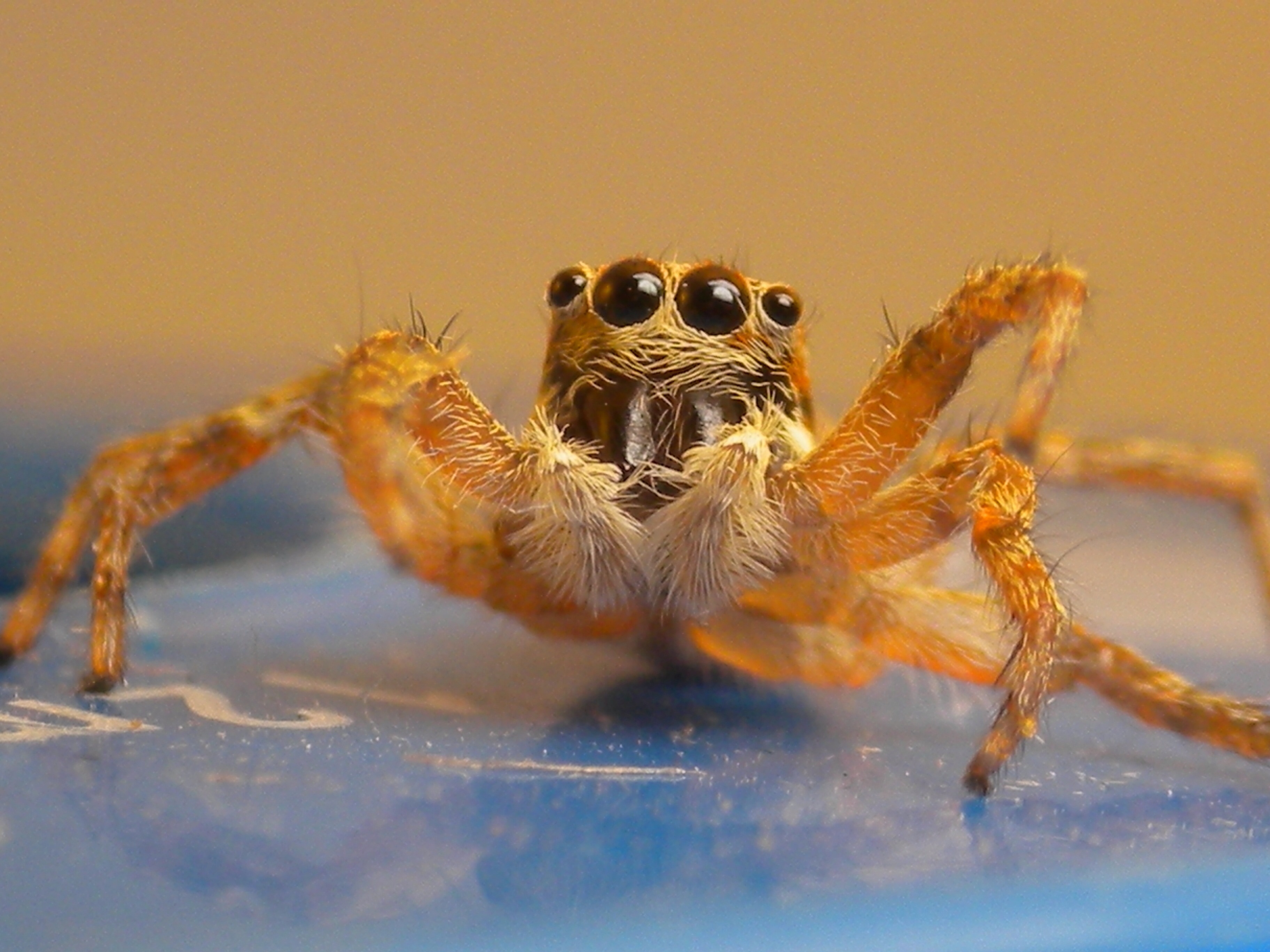 yellow four eyed spider
